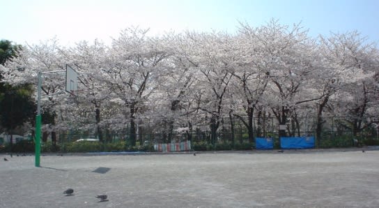 新宿中央公園の桜 ｇｏｒｏ ｓ 花 ｄｉａｒｙ