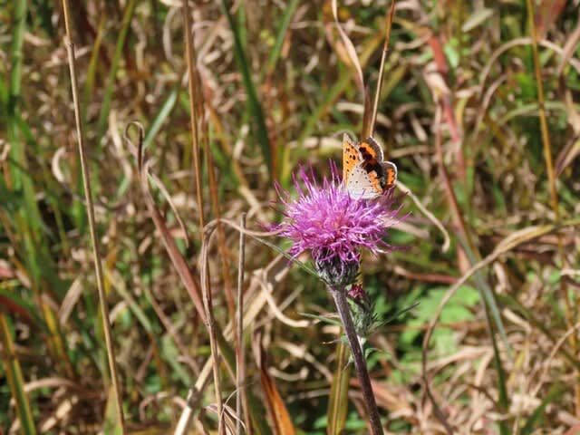 高ボッチ高原・鉢伏山で最近見る事の出来る昆虫　ベニシジミ（紅小灰蝶） 