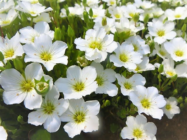 白い花 アレナリア モンタナ ナスタチウム 自然大好き お花大好きブログ