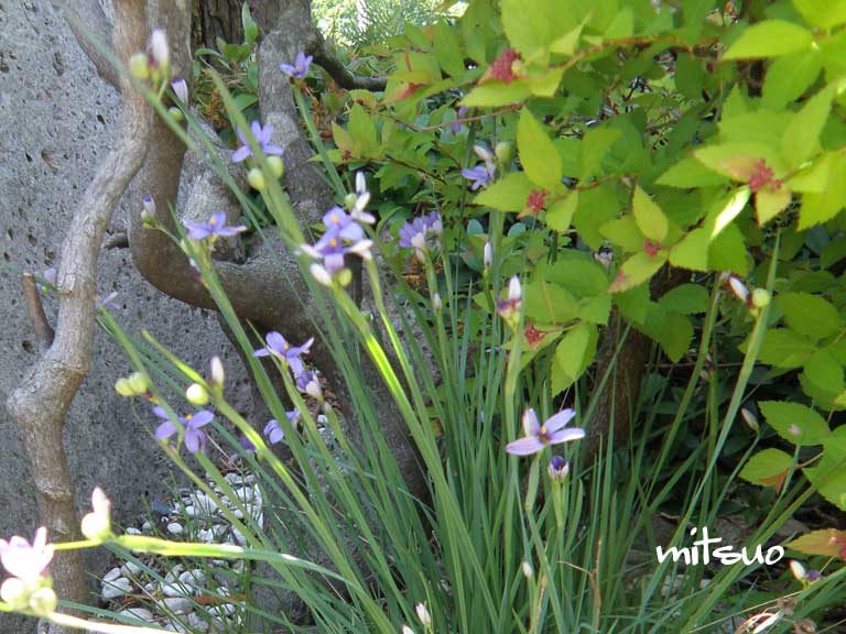 藍色庭石菖咲きました My Garden 2015 06 13 団塊オヤジの短編小説goo