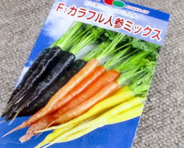 ゴボウとニンジンの種まき 菜園 穏風 無農薬 無化学肥料 不耕起栽培で野菜作りに挑戦