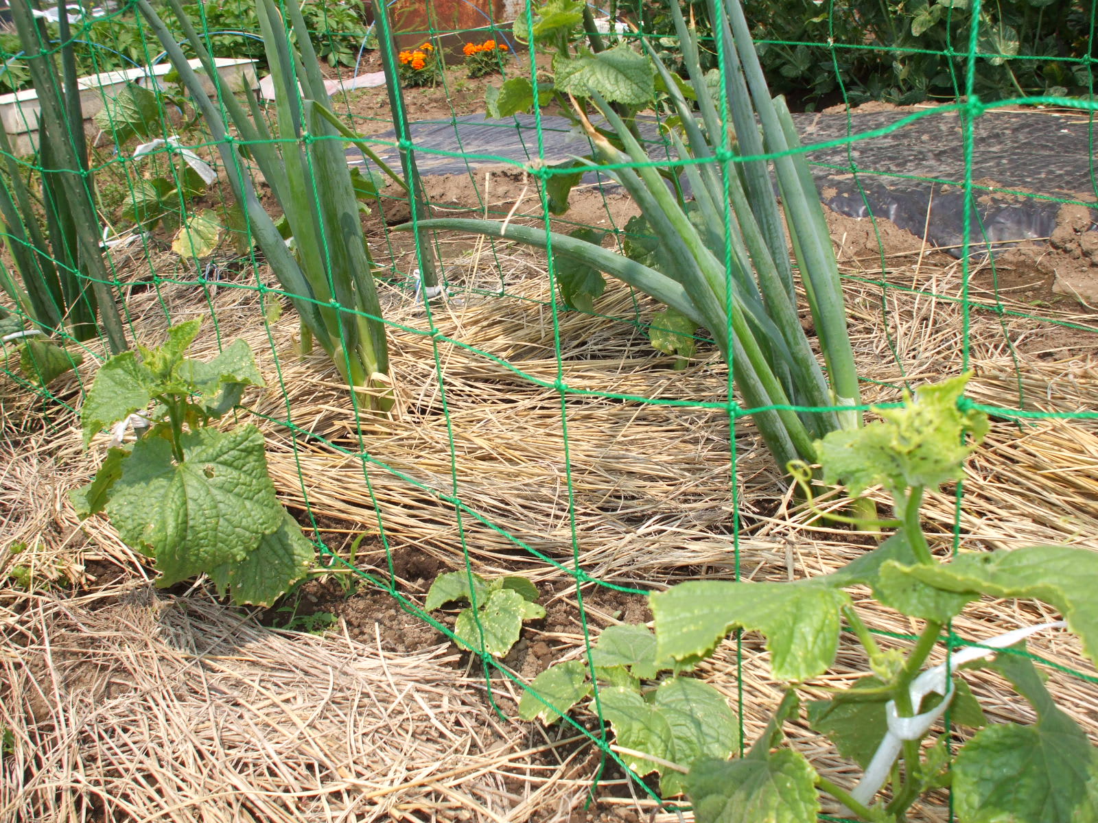 キュウリ ネギのコンパニオンプランツ 80坪の有機家庭菜園