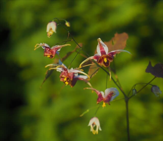 開花中の山野草 中国原産のイカリソウの交配種の 色々な花が満開です 山の花は友達 開花中の山野草 中国原産のイカリソウの交配種の 色々な花が満開です 山の花は友達
