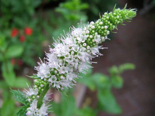 スペアミント Spearmint の葉と花 モノトーンでのときめき