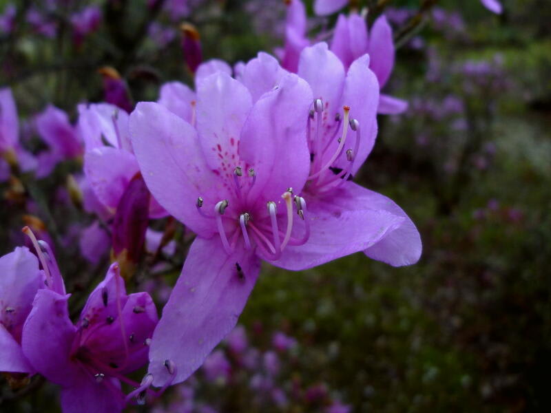 季節の花 三葉躑躅(ミツバツツジ)の画像