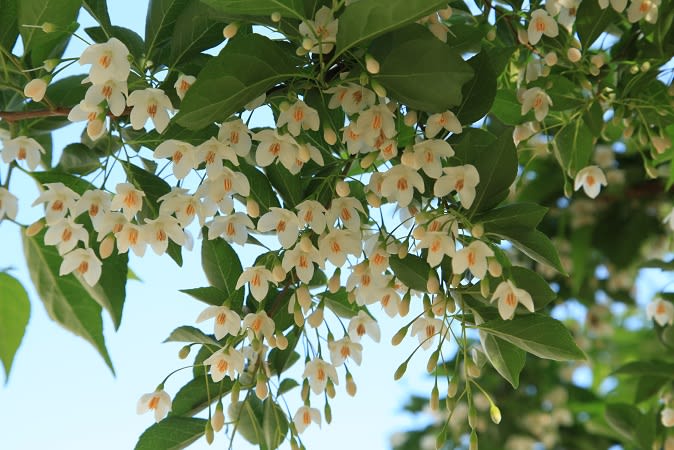 木に咲く白い花 ダンススタジオステップバイステップ 春日美年子の日記