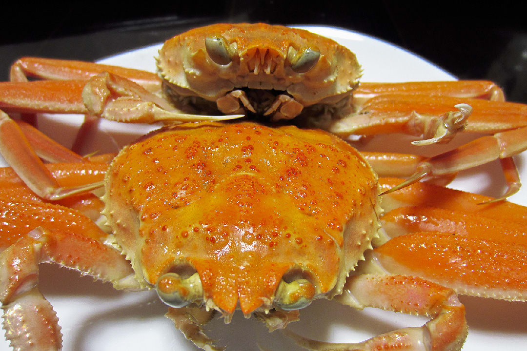 こっぺ蟹は、味噌・内子を楽しむのが魅力・・・・・。 - 炎のクリエイター日記