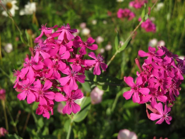 日本の山野を華やかなピンクの色で飾るムシトリナデシコ 109 野の花 庭の花