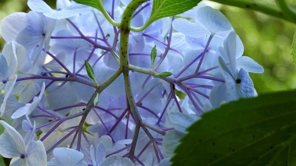 紫陽花の裏の顔 Little Harbor