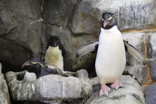 イワトビペンギンのヒナ その５ ペンギン音頭