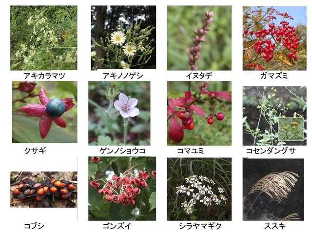 10月の花 果実 玉川上水 花マップ
