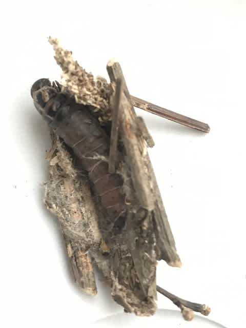 ミノムシは蓑 英語ではbag ふれあいの森特派員