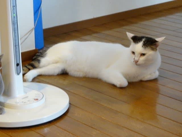 風邪で鼻洗浄され大クシャミ連発の猫 笑ってごめん 猫と住む 癒しのニャンズ 風邪で鼻洗浄され大クシャミ連発の猫 笑ってごめん 猫と住む 癒しのニャンズ