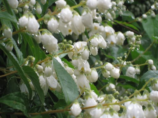 卯の花腐し うのはなくたし 山里の四季 鹿野 卯の花腐し うのはなくたし 山里の四季 鹿野