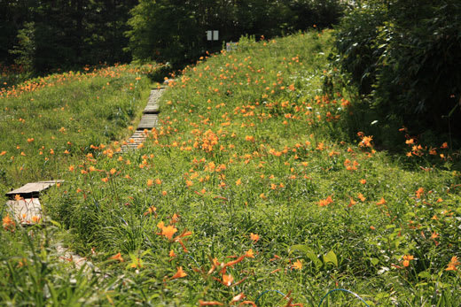 夏の志賀高原へ 東館山高山植物園 ２ Granma のデジカメ写真日記