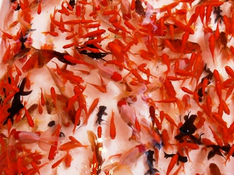 金魚すくい 弘前城さくら祭 お湯の国 日本