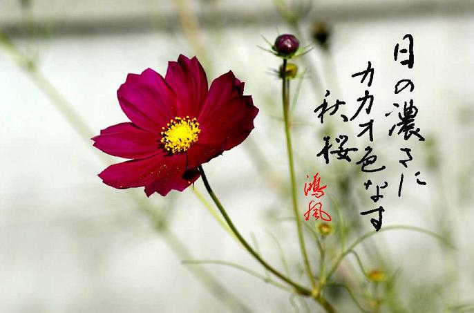 日の濃さにカカオ色なす秋櫻 来る来ない花占ひの秋櫻 鴻風俳句教室 日の濃さにカカオ色なす秋櫻 来る来ない花占ひの秋櫻 鴻風俳句教室