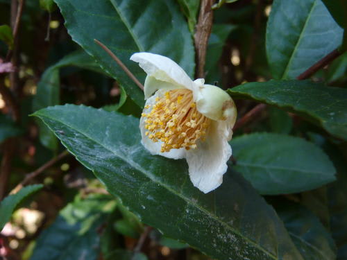 お茶の花