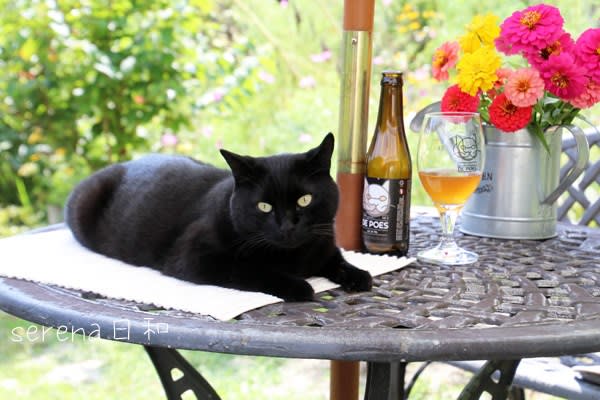 ベルギー猫祭りの時の猫ビール セレナ日和