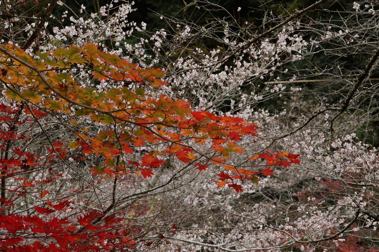 土岐市曾木公園紅葉と小原四季桜の画像