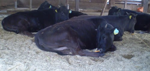 寝る牛は育つ 牛コラム