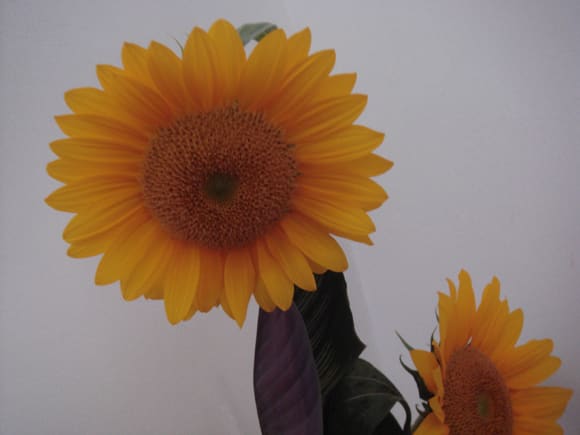 元気の出る花とクールな印象の花 ｐｉａｃｅｒｅ ピアチェーレ