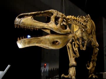 Megaraptor