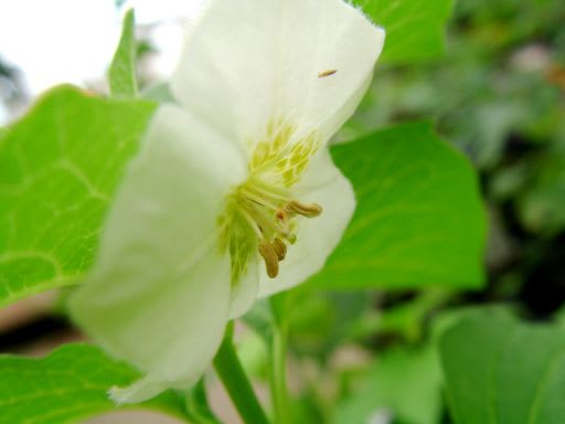 ホオズキ の花言葉は 心の平安 が似合ってます ダッペの悠友ライフ ホオズキ の花言葉は 心の平安 が似合ってます ダッペの悠友ライフ