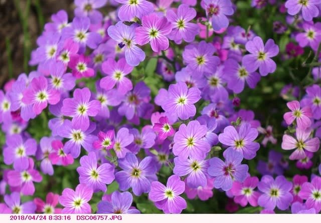 ムラサキナズナ 紫薺 弁天ふれあいの森公園へ散歩