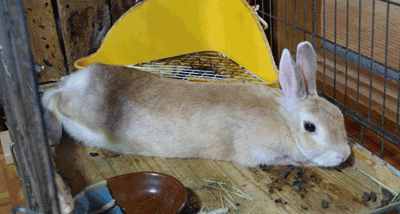 役に立たない ウサギの飼い方 パート 益子焼手づくり工房 室田窯ブログ