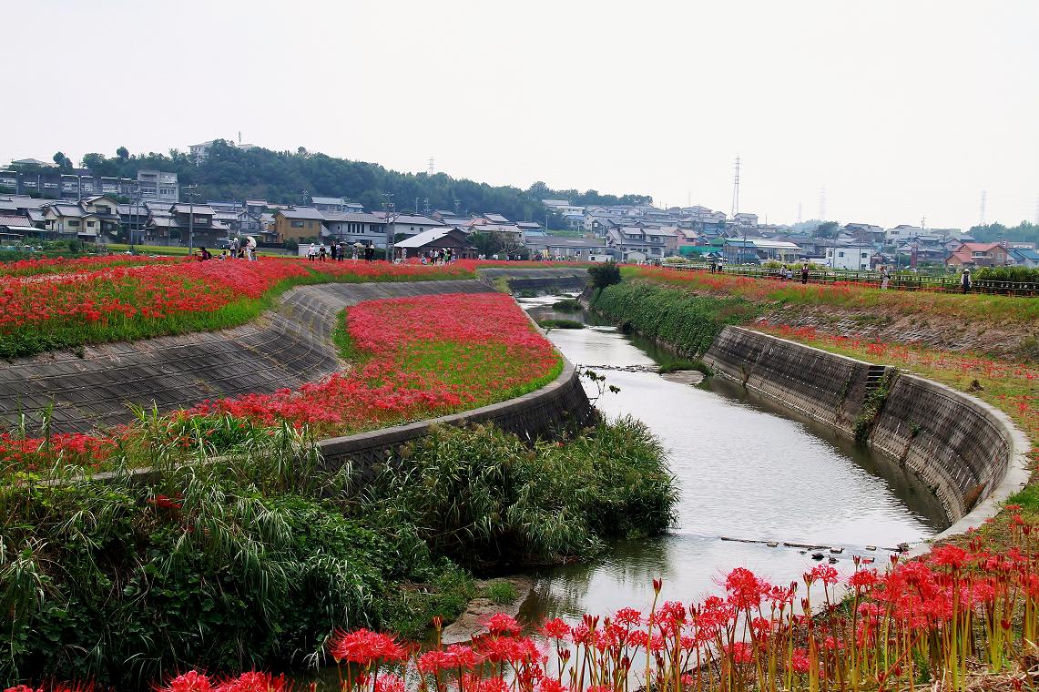 矢勝川の彼岸花の画像