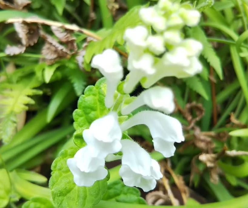 白のタツナミソウなど白い花が目立つ マロンの庭