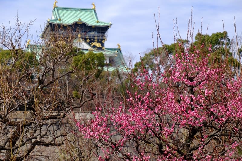 城 梅 大阪 大阪城公園「梅林」2021年の開花情報、見ごろとアクセス方法について