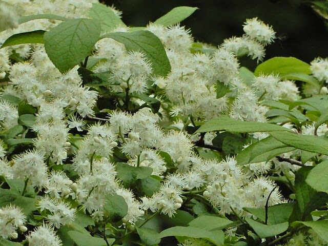 サワフタギ カンボク ヤブデマリ 植物大好き 出会い ときめき 癒し