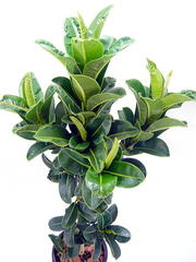 観葉植物アポロゴムノキの特徴と育て方 観葉植物ひろば Foliage Plant