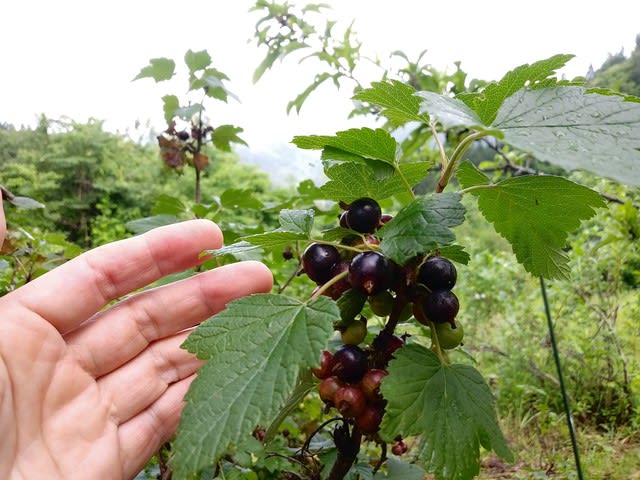 カシスの奴隷 杜の茶菓菜 もりのさかな