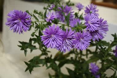 おはようの花 ユウゼンギク 友禅菊 筑紫の国から 花つくし日記 おはようの花 ユウゼンギク 友禅菊 筑紫の国から 花つくし日記