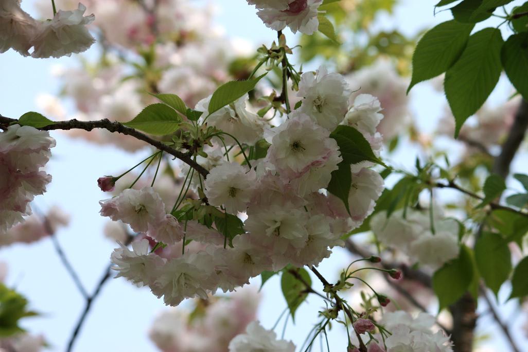 こんな花が咲いてた・・・の画像