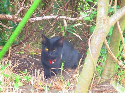 下津の野良猫 1418 首輪をした黒い子猫が餌場にやって来た 気まぐれな猫たち