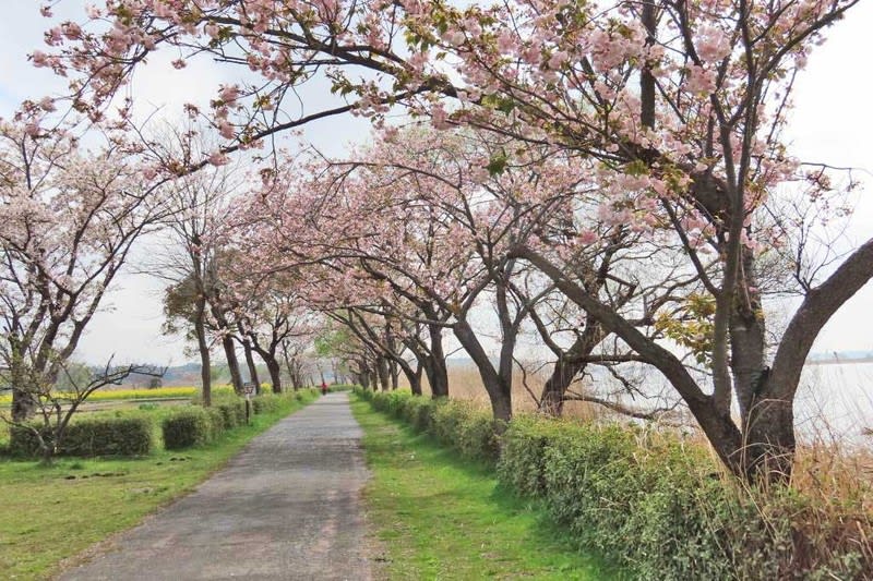 手賀沼遊歩道 サトザクラが8種類 緑の桜など 開花 写真で綴るすぎさんのブログ
