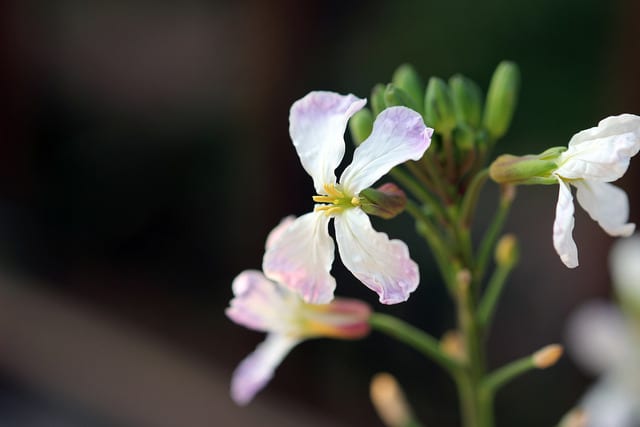 ダイコン（の花）