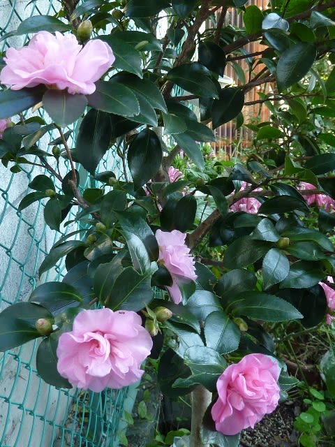 乙女サザンカ 淡いピンクの愛らしい花 薔薇のかがやき 夕陽のつぶやき 09