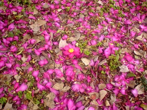 冬咲くピンクの花木 ｇｏｒｏ ｓ 花 ｄｉａｒｙ