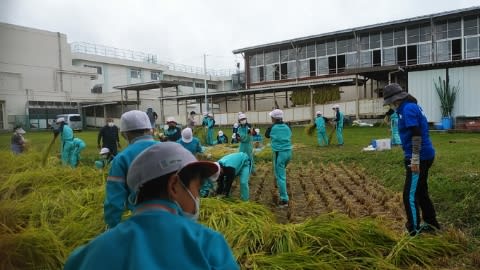 岡田小学校の稲刈り 富野さんの整体 キャベツ定植 玉葱播種 鈴木有機農園