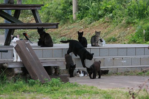 猫の島:田代島キャンプ1日目 - 復活!やまがたの四季と暮らし