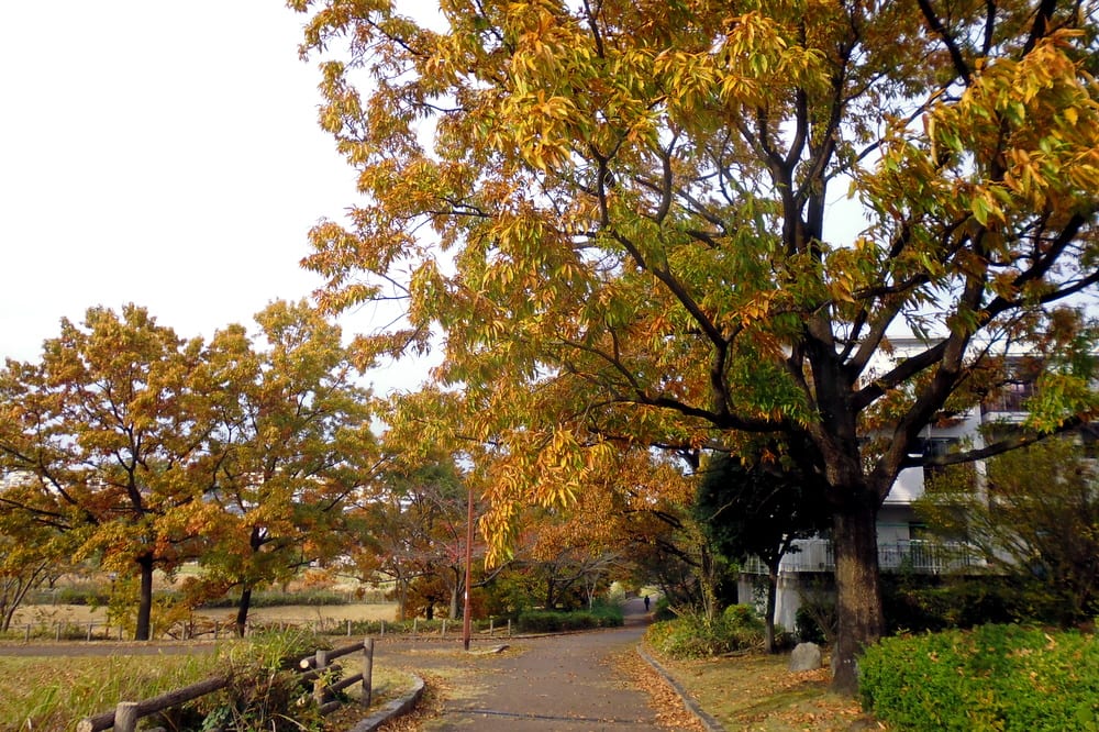 2016/11/17