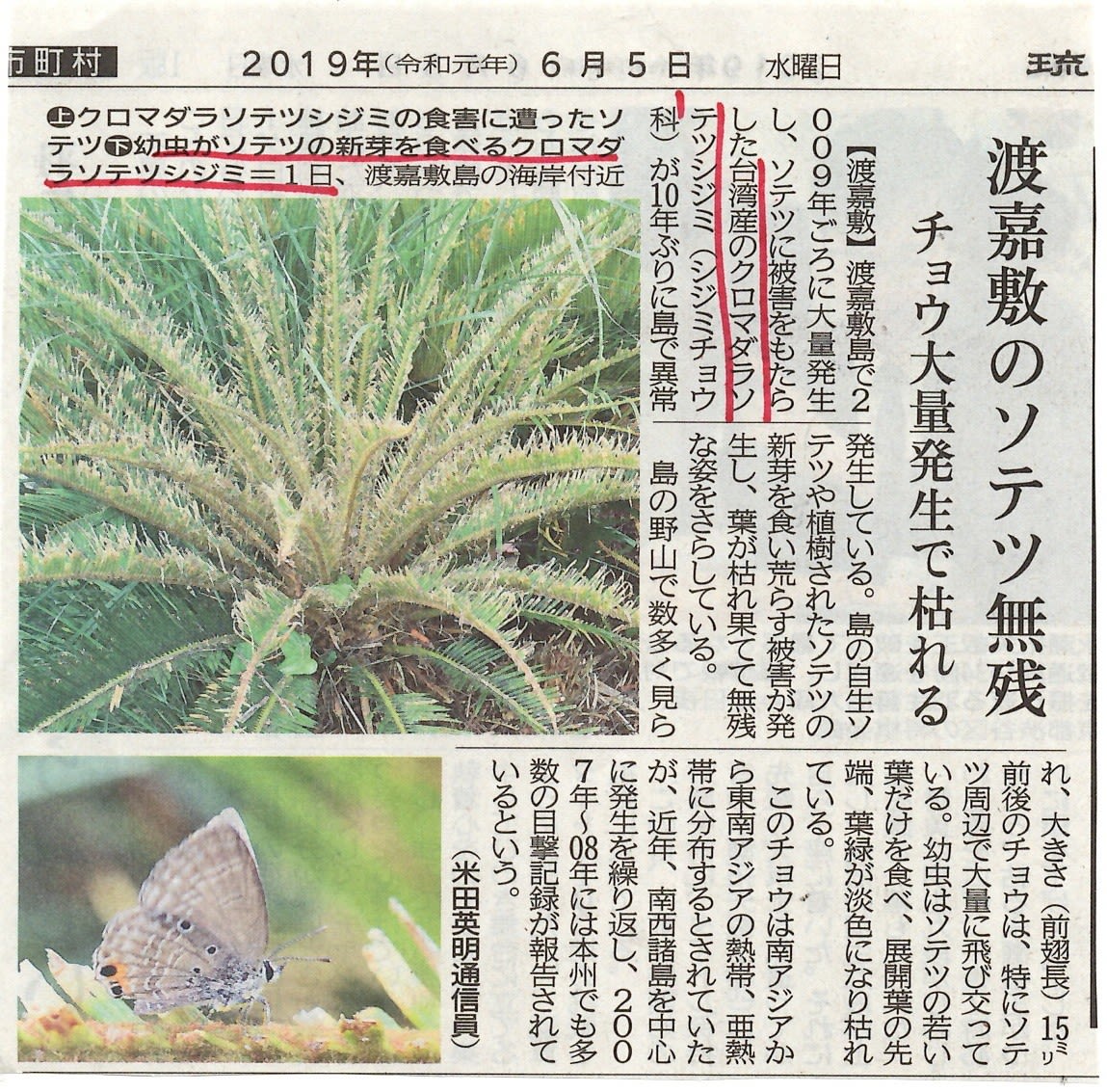 台湾産のクロマダラソテツシジミ シジムチョウ科 が10年ぶりに以上発生している 那覇の公園でも 志情 しなさき の海へ 台湾産のクロマダラソテツシジミ シジムチョウ科 が10年ぶりに以上発生している 那覇の公園でも 志情 しなさき の海へ