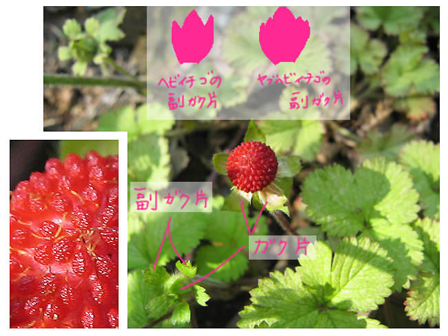ヘビイチゴ 野原うた