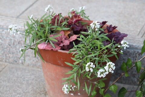 ビオラのハンギングバスケット 挿し芽のスーパーアリッサム ときどき花日記