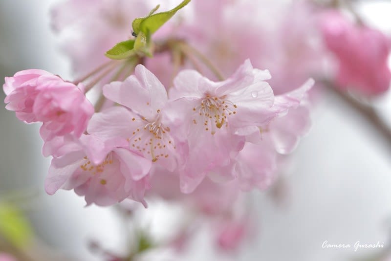 かわいい桜 カメラぐらし